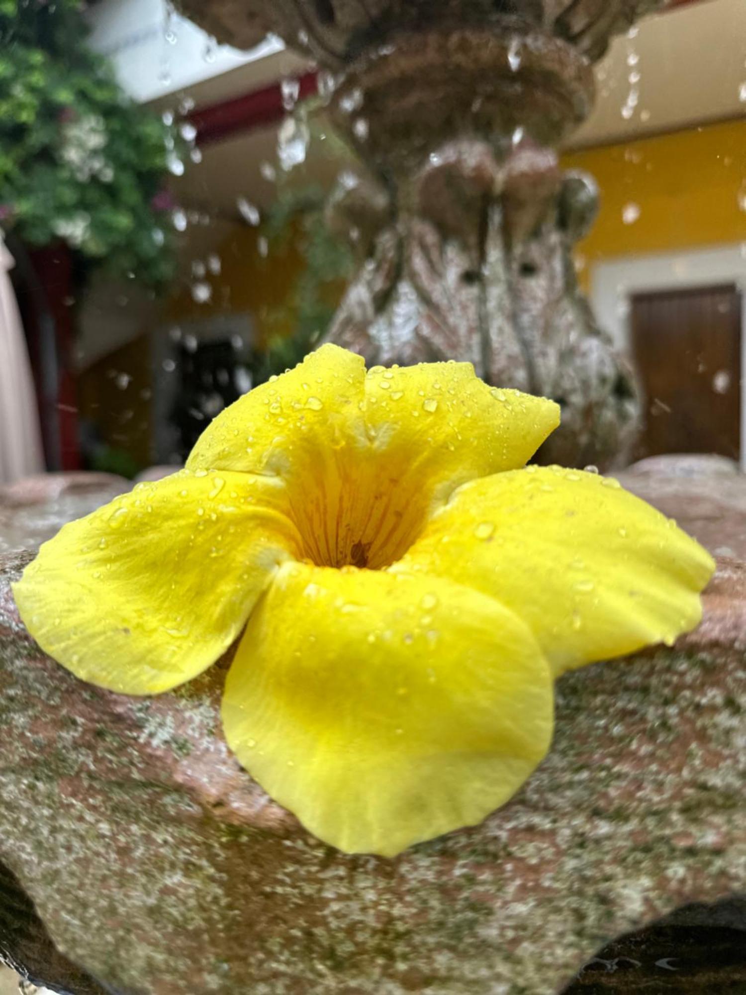Copa De Oro Hotel Boutique Mascota Dış mekan fotoğraf